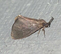 Cryptothelea gloverii