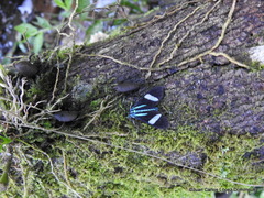 Mydromera notochloris