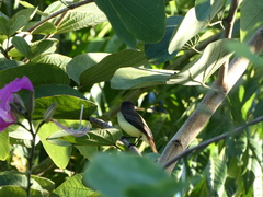 Myiarchus barbirostris