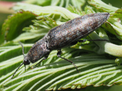 Actenicerus siaelandicus