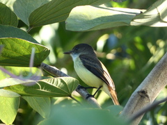 Myiarchus barbirostris