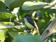 Myiarchus barbirostris