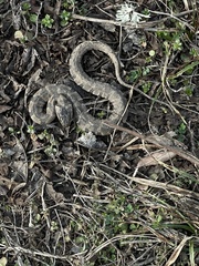 Nerodia sipedon pleuralis