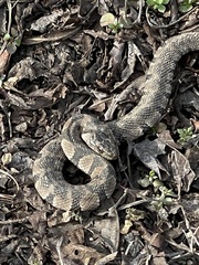 Nerodia sipedon pleuralis