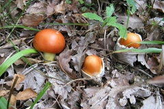 Amanita caesarea