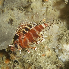 Dendrochirus brachypterus