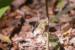 Eudaminae