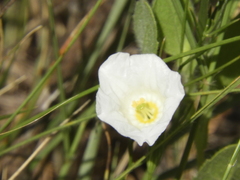 Nierembergia rigida
