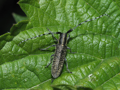 Agapanthia villosoviridescens