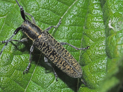 Agapanthia villosoviridescens