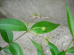 Periploca sepium