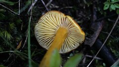 Chlorophanae