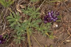Lupinus microcarpus