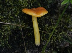 Chlorophanae