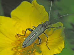 Oedemera virescens