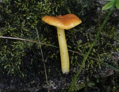 Chlorophanae