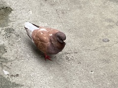 Columba livia domestica