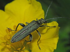 Oedemera virescens