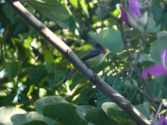 Myiarchus barbirostris