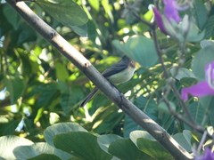 Myiarchus barbirostris