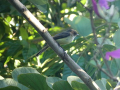 Myiarchus barbirostris