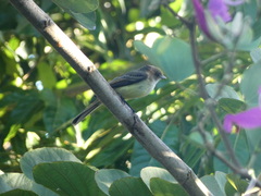 Myiarchus barbirostris