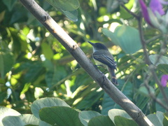 Myiarchus barbirostris