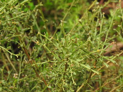 Genista tridentata