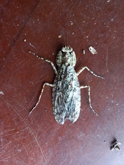 Theopompa ophthalmica