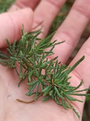 Santolina rosmarinifolia