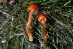 Hygrocybe