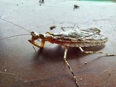 Theopompa ophthalmica