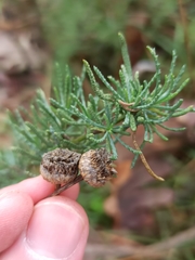 Santolina rosmarinifolia