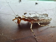 Theopompa ophthalmica