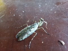 Theopompa ophthalmica