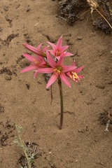 Zephyranthes advena