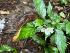 Begonia decandra