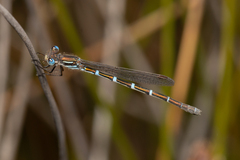 Austrolestes aleison