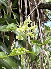 Epidendrum boricuarum