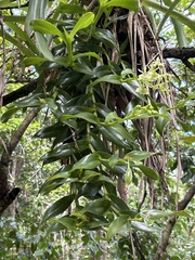 Epidendrum boricuarum