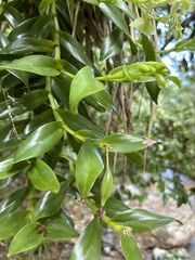 Epidendrum boricuarum