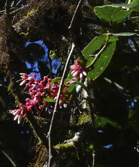 Cavendishia bracteata