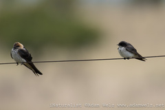 Hirundo dimidiata