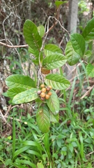 Magnoliopsida