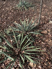 Yucca arkansana