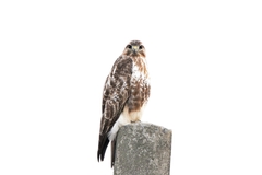 Buteo japonicus