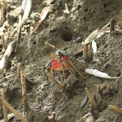 Goniopsis pulchra
