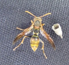Polistes humilis humilis