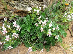 Pelargonium pulchellum
