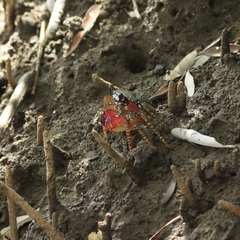 Goniopsis pulchra